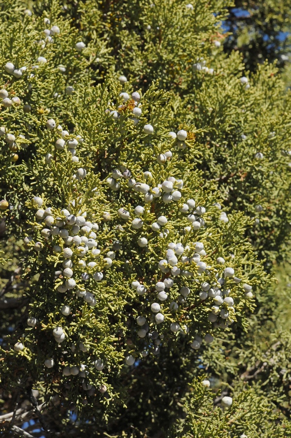 Image of Juniperus osteosperma specimen.