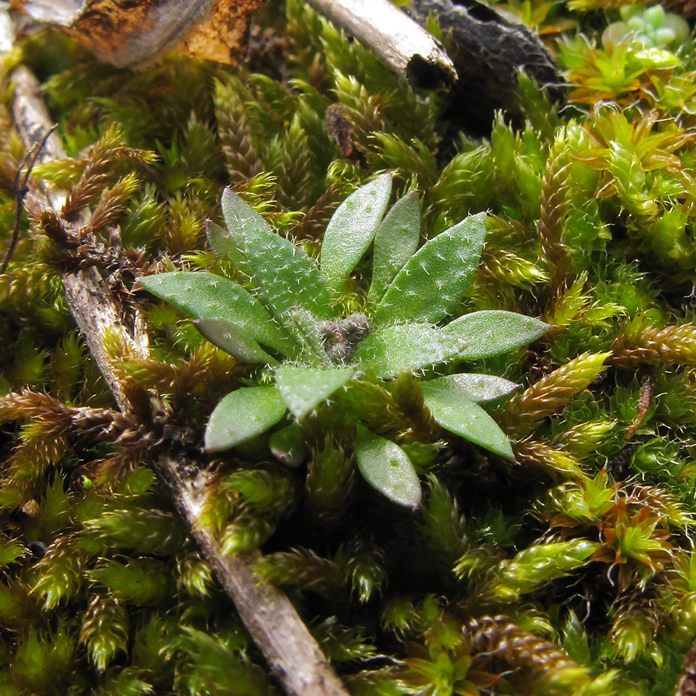 Image of genus Erophila specimen.