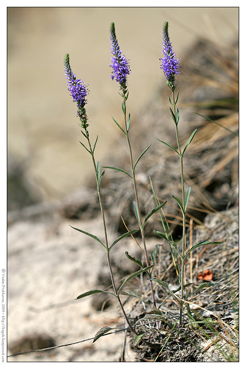 Image of Veronica spicata specimen.