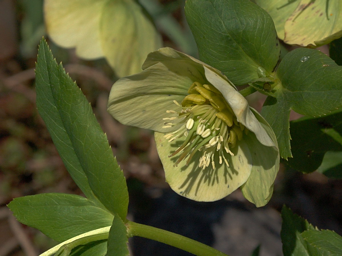 Image of Helleborus caucasicus specimen.