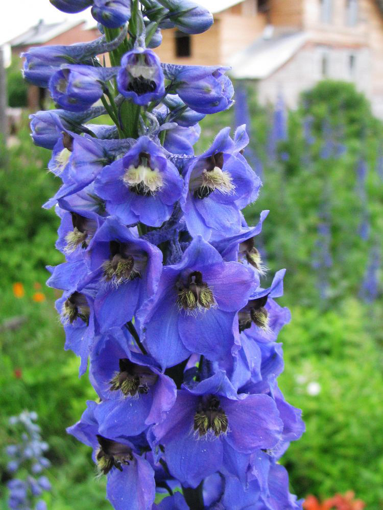 Изображение особи Delphinium × phoeniceum.