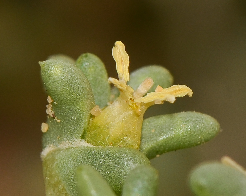 Image of Traganum nudatum specimen.