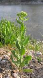 Cardaria draba. Зацветающее растение. Краснодарский край, окр. г. Крымск, берег р. Адагум. 18.04.2014.