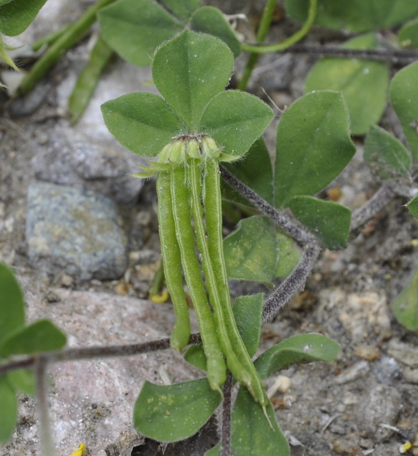 Image of Lotus ornithopodioides specimen.