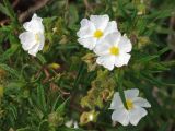 Cistus monspeliensis