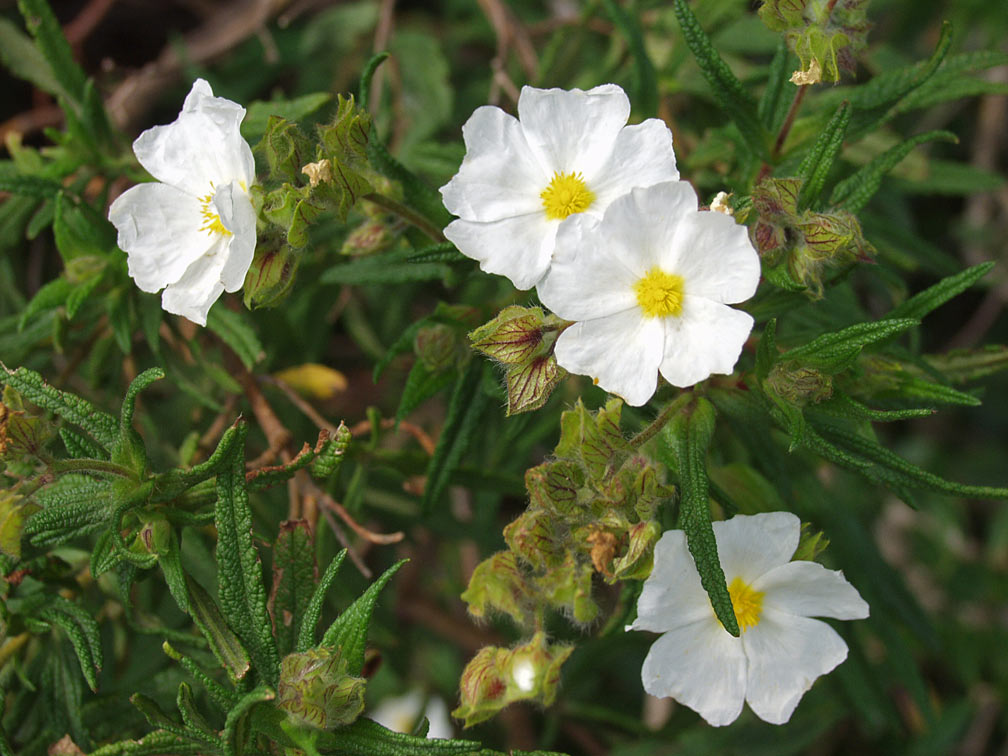 Image of Cistus monspeliensis specimen.