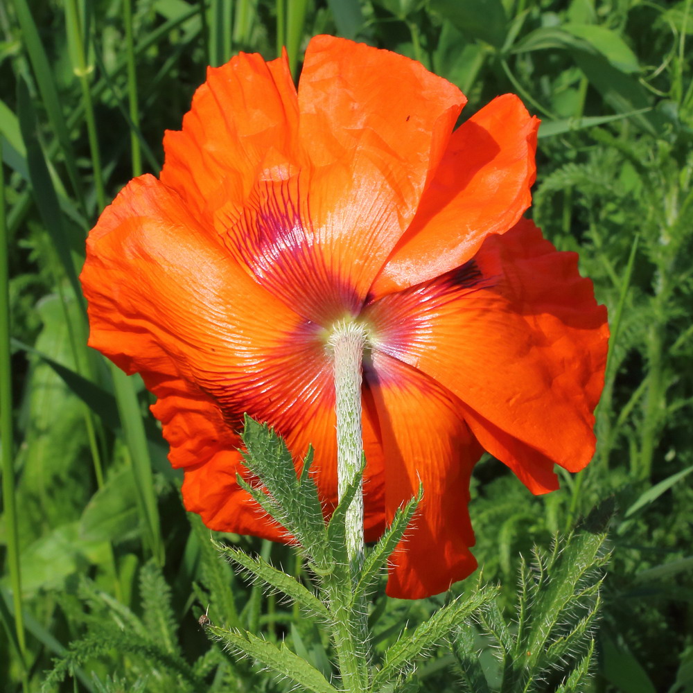 Image of Papaver orientale specimen.