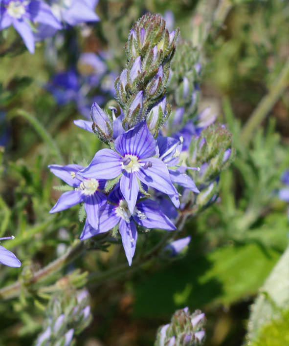 Image of Veronica capsellicarpa specimen.