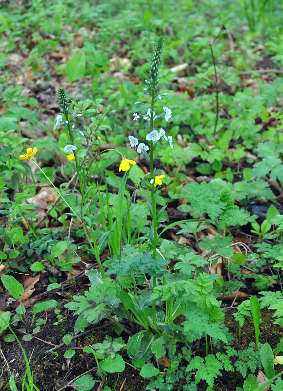 Image of Veronica gentianoides specimen.