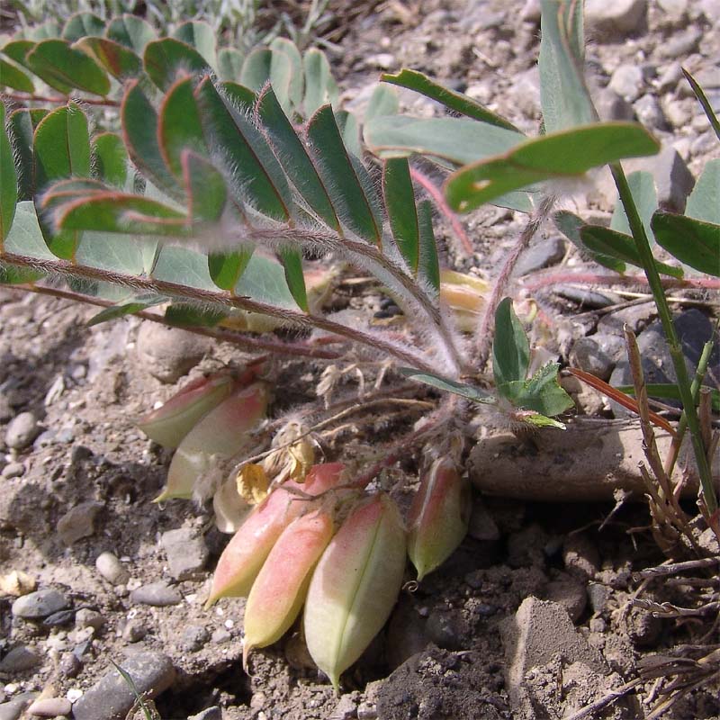 Image of Astragalus fabaceus specimen.