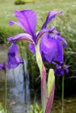 Iris sanguinea. Верхушка побега с цветком и бутоном. Германия, г. Дюссельдорф, Ботанический сад университета. 04.05.2014.