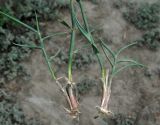 Agropyron pinifolium. Нижние части выкопанных побегов. Крым, окр. Феодосии, Лисья бухта, склон бедленда. 10 июня 2014 г.