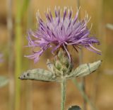 Centaurea cuneifolia