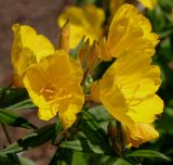 genus Oenothera. Верхняя часть побега с соцветием. Германия, г. Дюссельдорф, Ботанический сад университета. 02.06.2014.