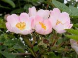 Rosa stylosa. Верхушка побега с цветками. Германия, г. Дюссельдорф, Ботанический сад университета. 02.06.2014.
