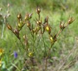Linum tenuifolium