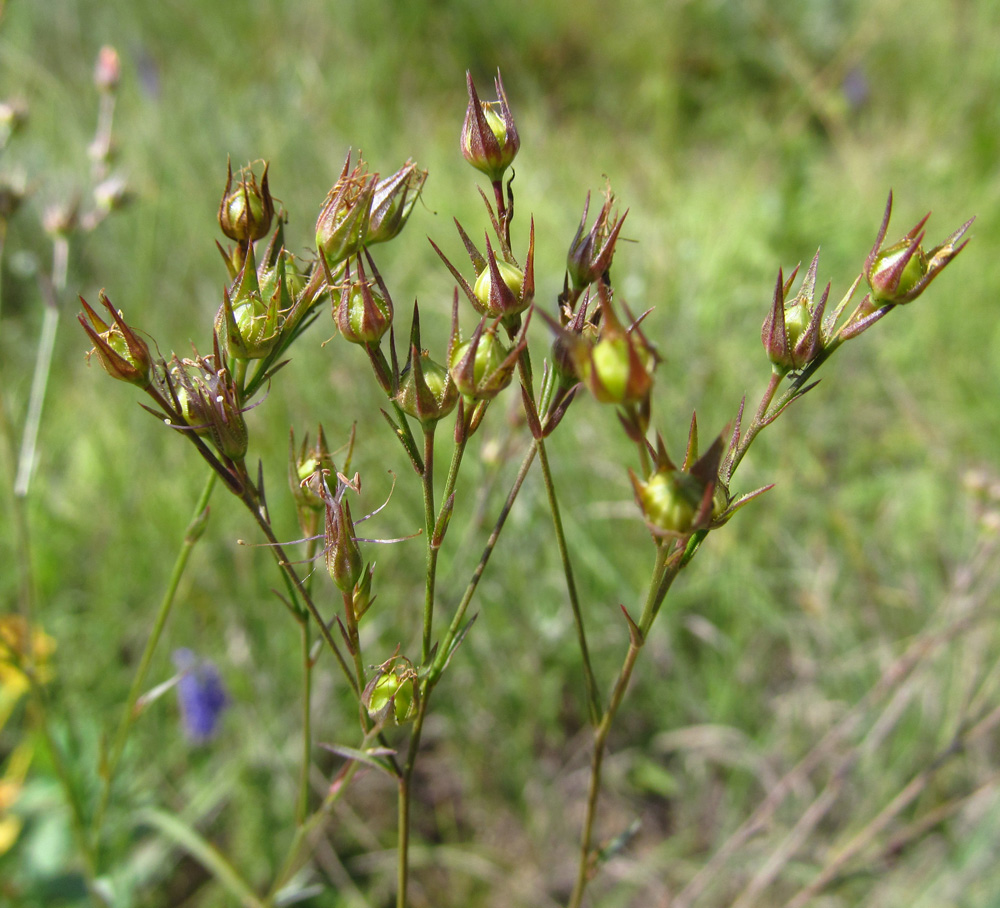 Image of Linum tenuifolium specimen.