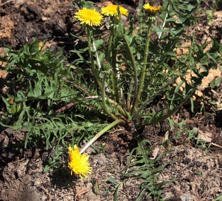 Image of Taraxacum pectinatiforme specimen.