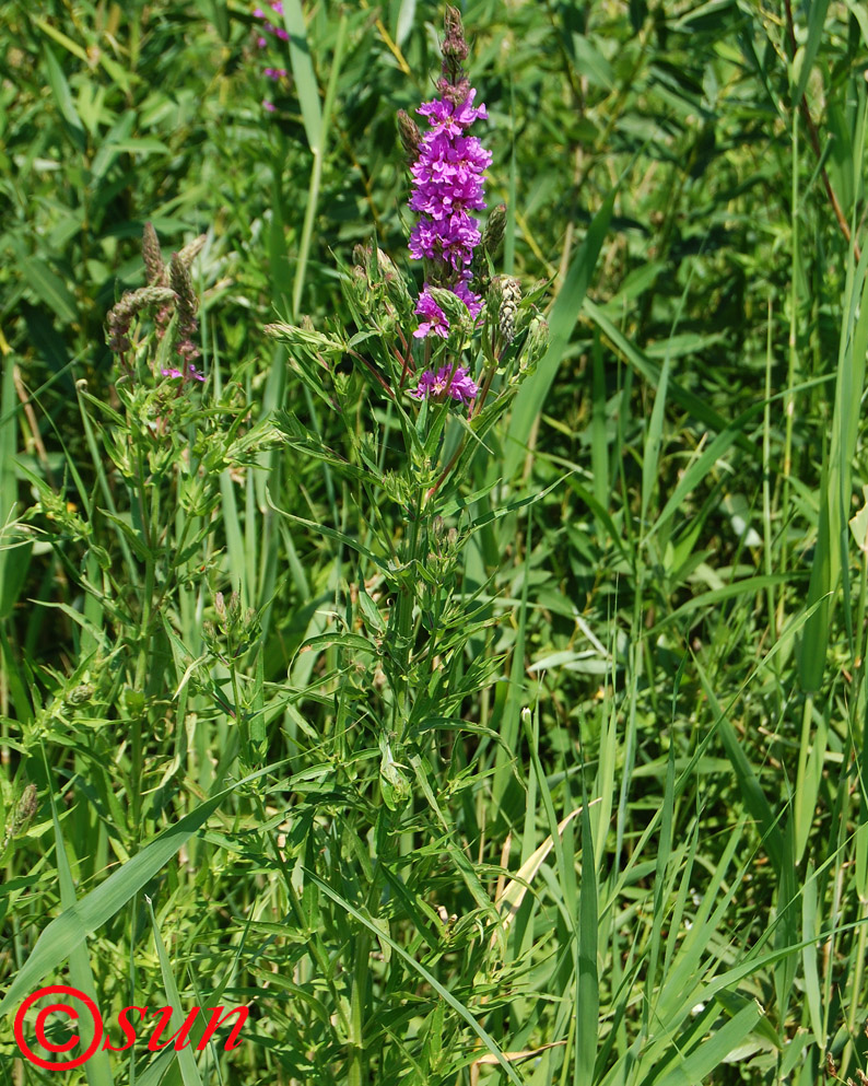 Изображение особи Lythrum salicaria.