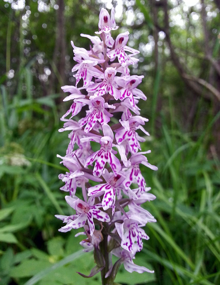 Image of Dactylorhiza fuchsii specimen.