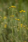 Tanacetum achilleifolium