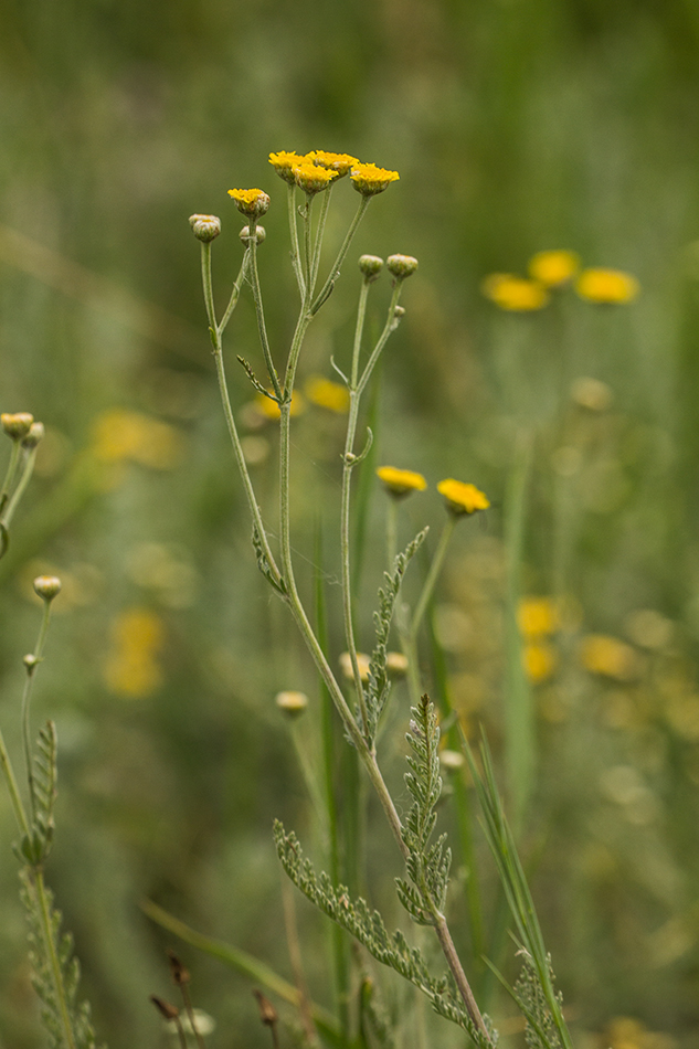 Изображение особи Tanacetum achilleifolium.