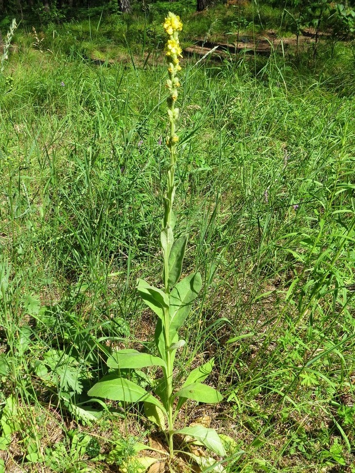 Изображение особи Verbascum thapsus.