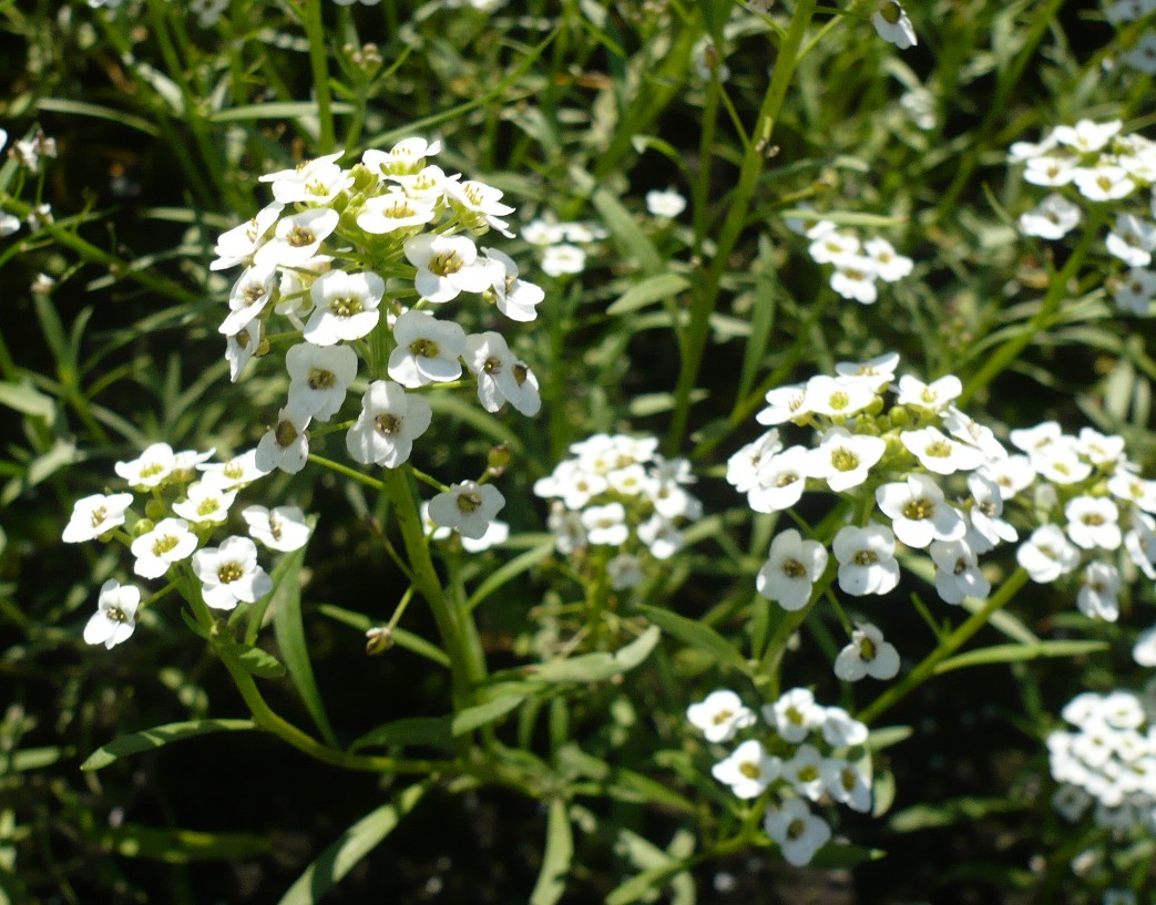 Изображение особи Lobularia maritima.