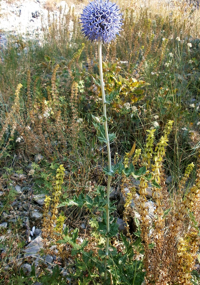 Изображение особи Echinops armatus.