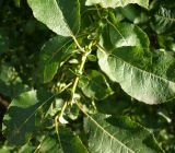 Salix pyrolifolia