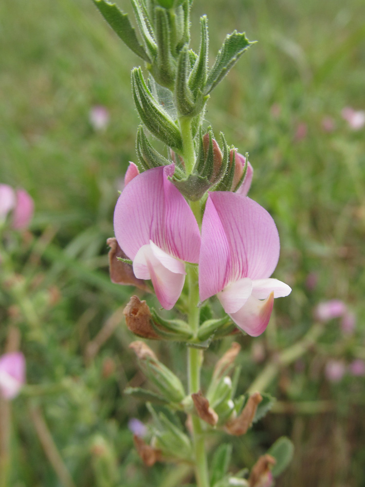 Изображение особи Ononis arvensis ssp. spinescens.