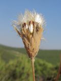 Jurinea stoechadifolia