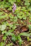 Dactylorhiza fuchsii