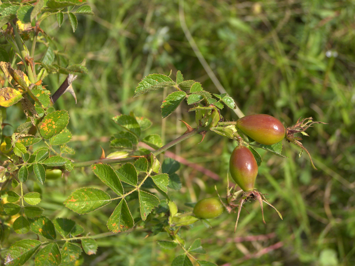Изображение особи Rosa rubiginosa.