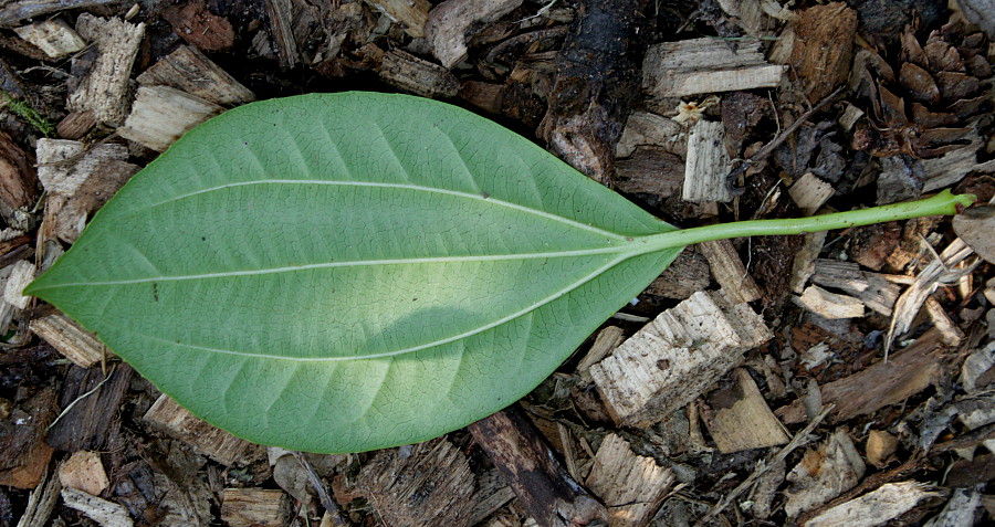 Image of Viburnum davidii specimen.