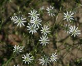 Stellaria graminea. Верхушки цветущих побегов. Московская обл., Раменский р-н, окр. ж.-д. платформы Хрипань, залежь. 13.06.2014.