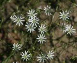 Stellaria graminea