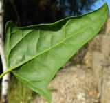 Atriplex prostrata