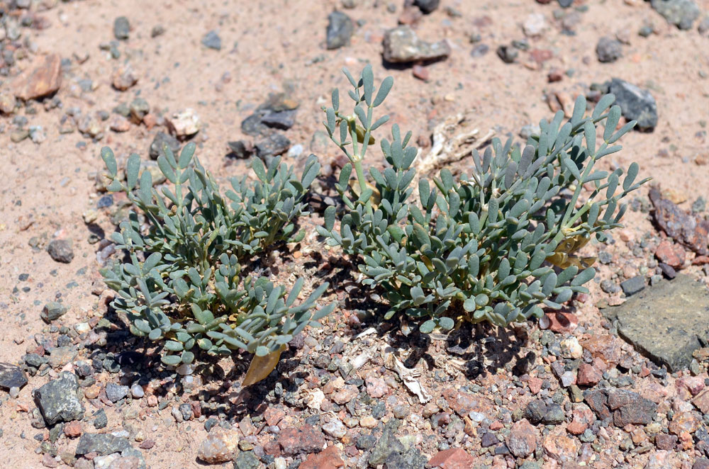 Изображение особи Zygophyllum kegense.