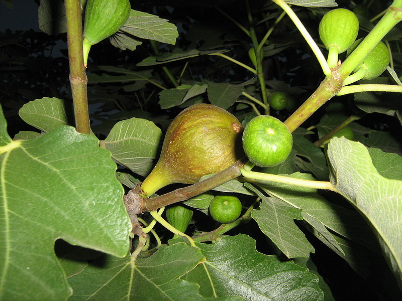 Изображение особи Ficus carica.