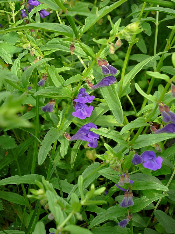 Image of Scutellaria scordiifolia specimen.