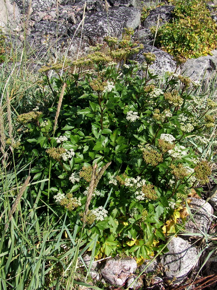 Image of Ligusticum scoticum specimen.