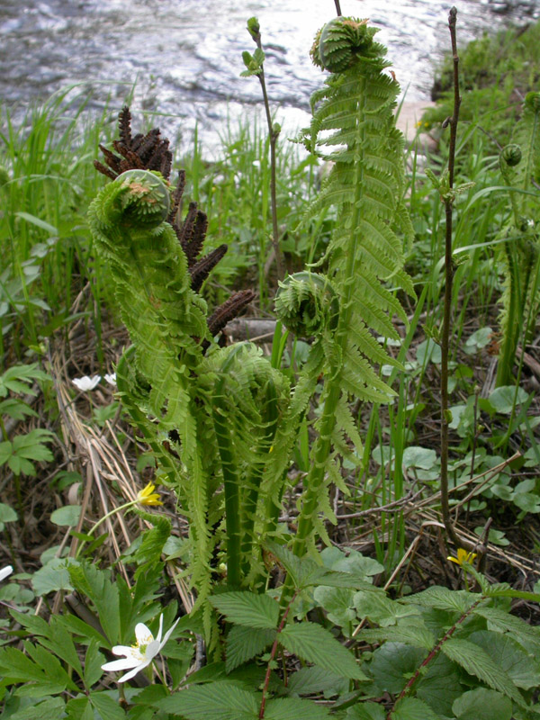 Изображение особи Matteuccia struthiopteris.