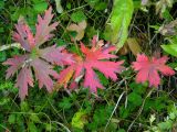 Geranium erianthum