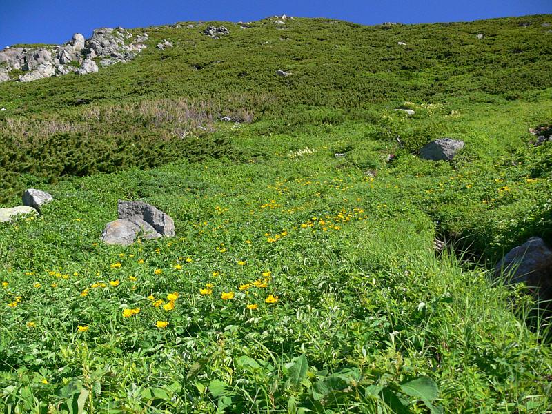 Изображение особи Trollius riederianus.