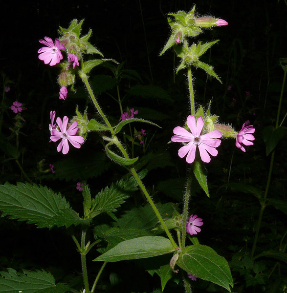 Image of Melandrium dioicum specimen.