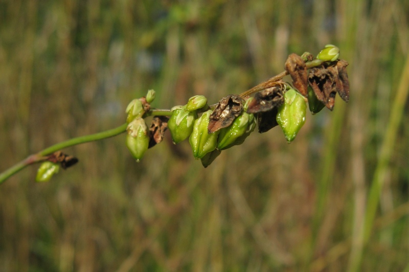 Image of Fagopyrum tataricum specimen.