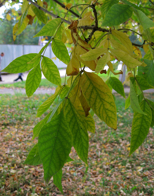 Изображение особи род Fraxinus.