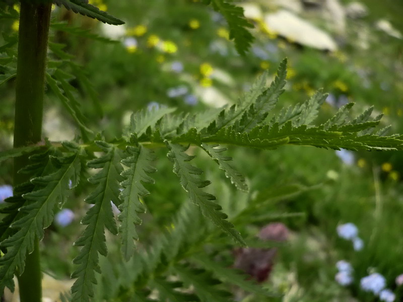 Изображение особи Pedicularis atropurpurea.