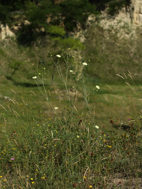 Image of Scabiosa ochroleuca specimen.